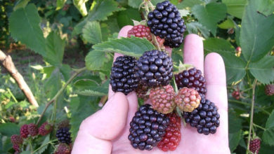 Frutillas mexicanas, zarzamora