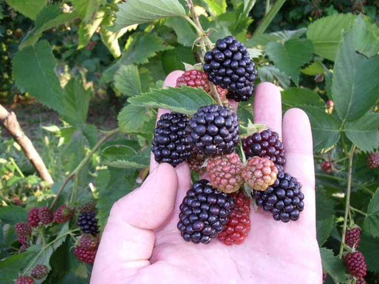 Frutillas mexicanas, zarzamora