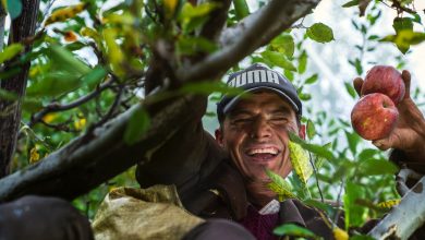 Agricultor manzanas covid