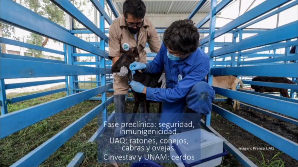 Vacuna UAQ contra COVID-19 genera anticuerpos en caprinos