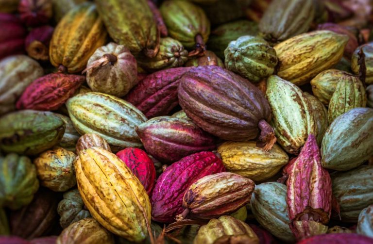 Cacao