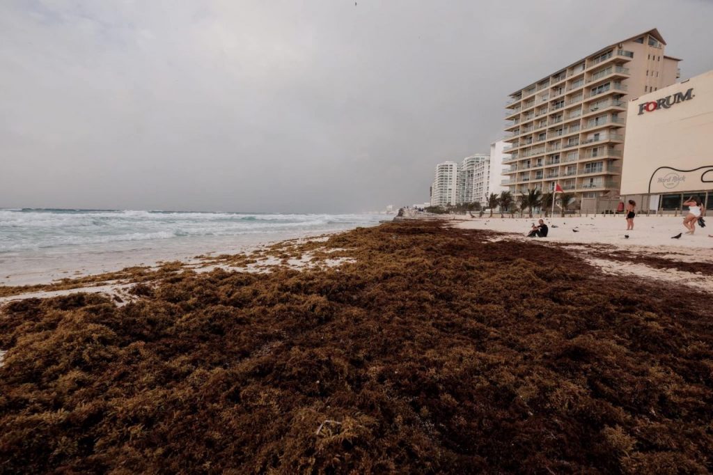 Sargazo en la Riviera Maya