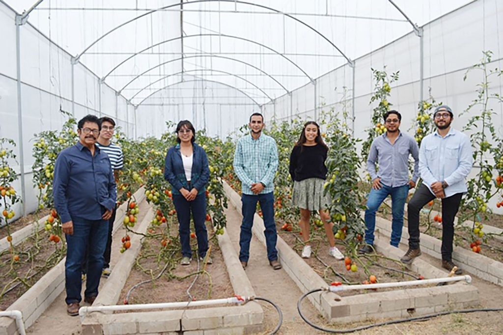 Crean biofungicida contra plagas del jitomate. Foto: UNAM.