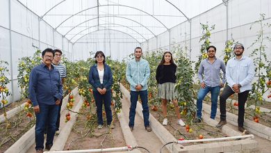 Crean biofungicida contra plagas del jitomate. Foto: UNAM.