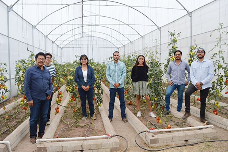 Crean biofungicida contra plagas del jitomate. Foto: UNAM.
