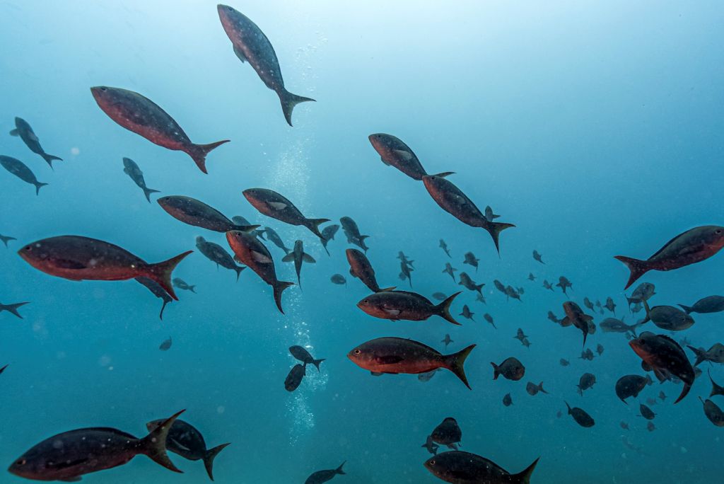 Fauna marina en Islas Galápagos
