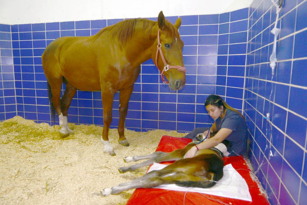 La UNAM está impulsando la creación de materiales didácticos innovadores y la inteligencia artificial en la enseñanza de veterinaria. 