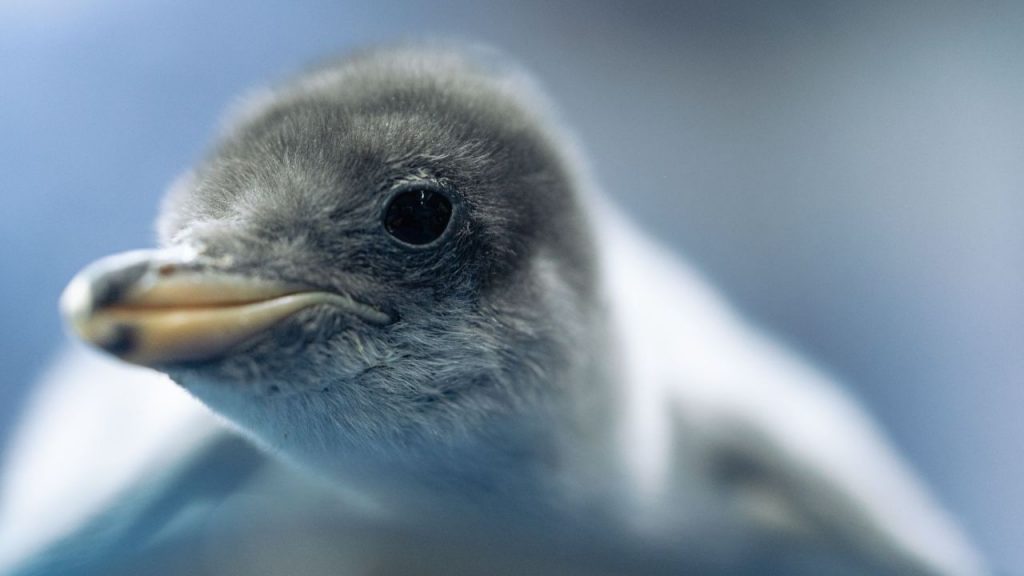 Pingüino recién nacido en el acuario Inbursa.