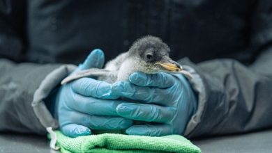 Pingüinos en el Acuario Inbursa